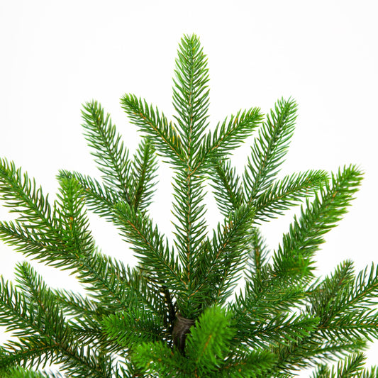 EveXmas- Onyx- 85cm- High-quality artificial Christmas tree- Easy to assemble Beautiful tree tips made from 100% PE injection moulding- Very natural looking tree